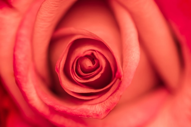 Photo close-up of red rose