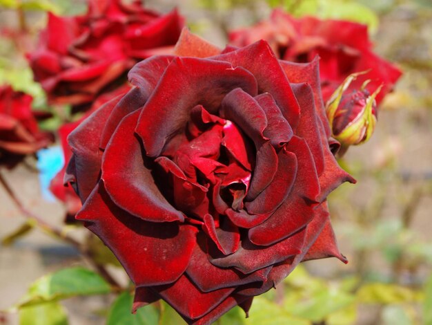 Close-up of red rose