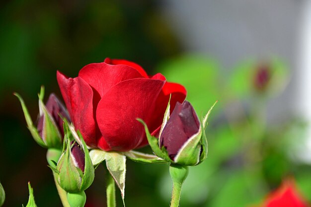 Close-up of red rose