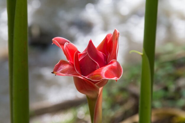 Foto prossimo piano della rosa rossa