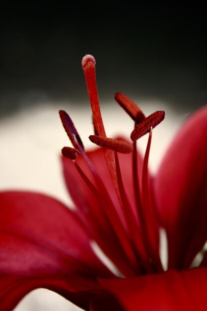 Photo close-up of red rose