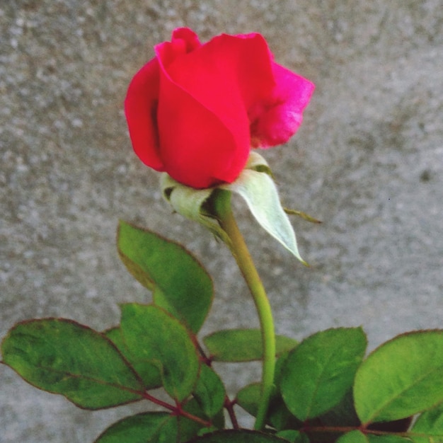 Foto prossimo piano della rosa rossa