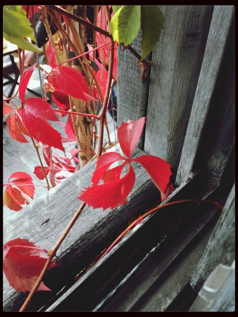 Foto prossimo piano della rosa rossa