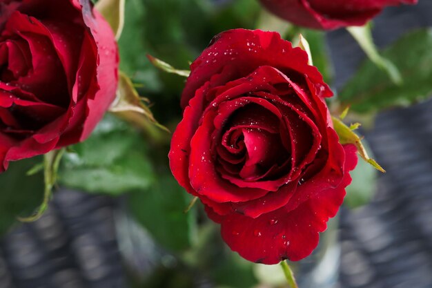 Foto prossimo piano della rosa rossa