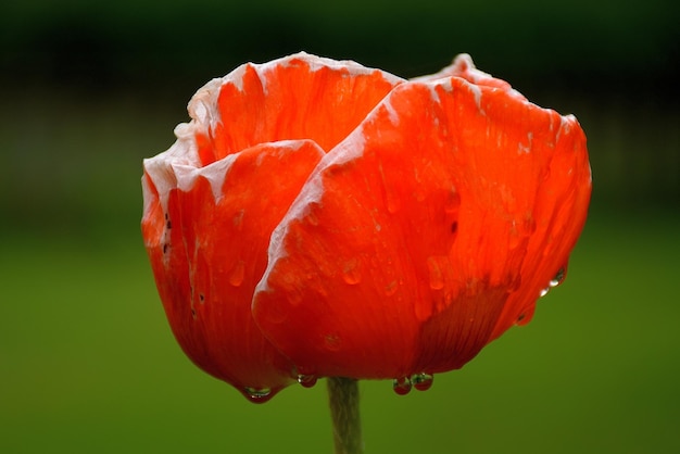 Photo close-up of red rose