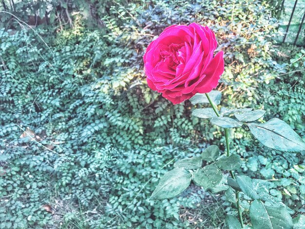 Foto prossimo piano della rosa rossa