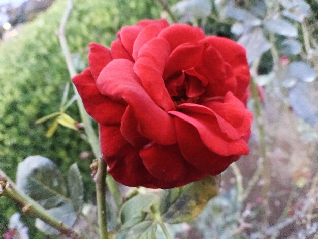 Photo close-up of red rose