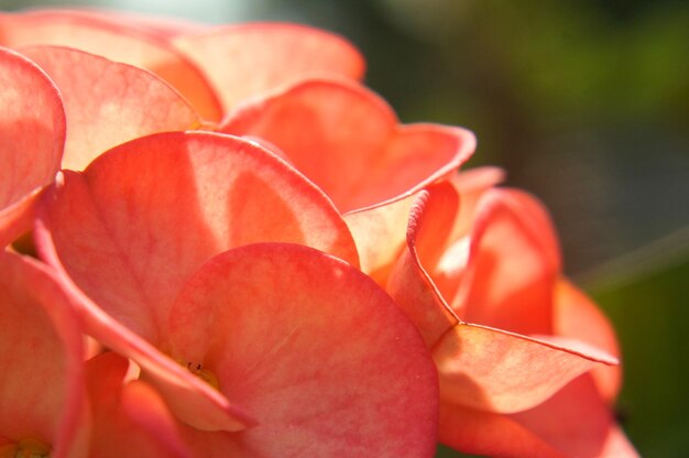 Photo close-up of red rose