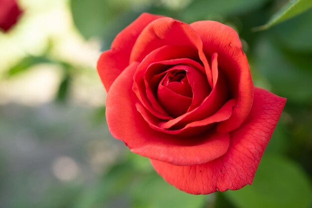 Close-up of red rose