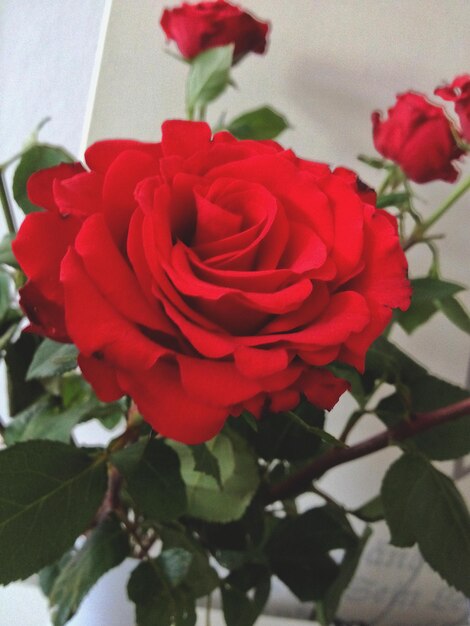 Close-up of red rose