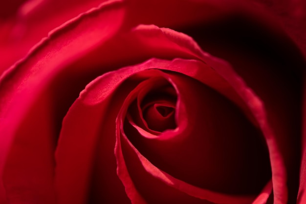 close-up of red rose