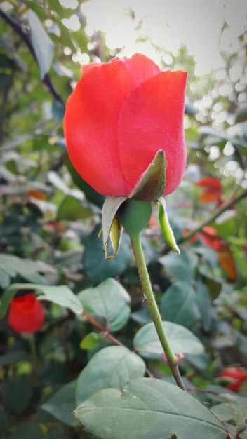 Close-up of red rose