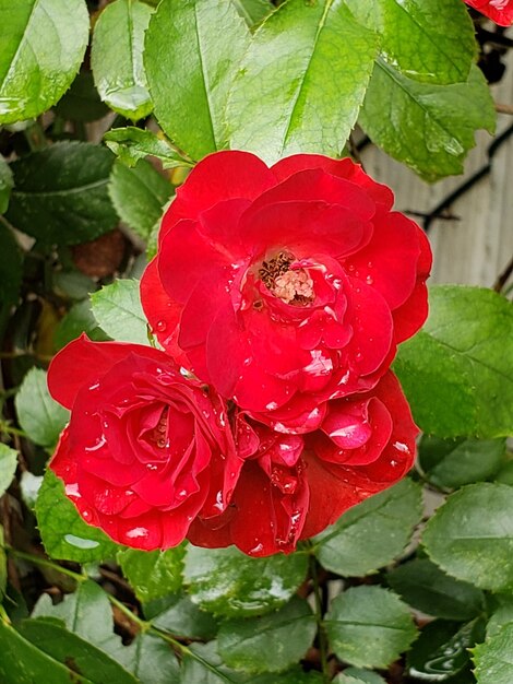 Close-up of red rose