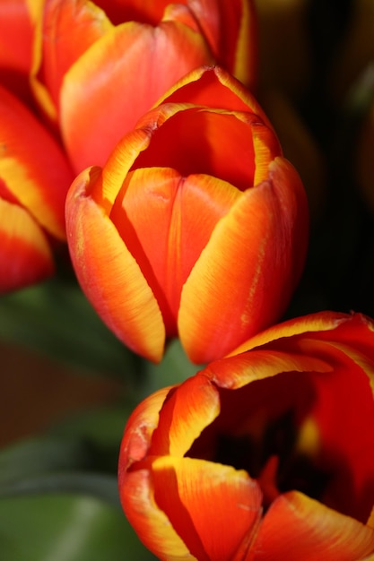 Close-up of red rose