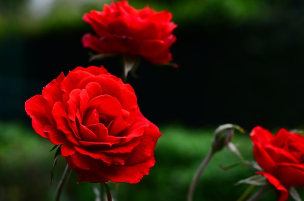 close-up of red rose