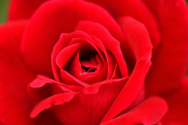 Close-up of red rose