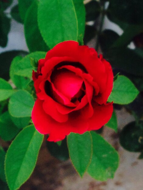 Photo close-up of red rose