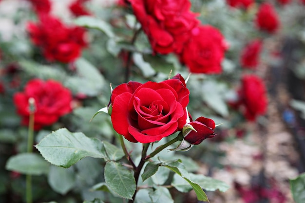 Close-up of red rose