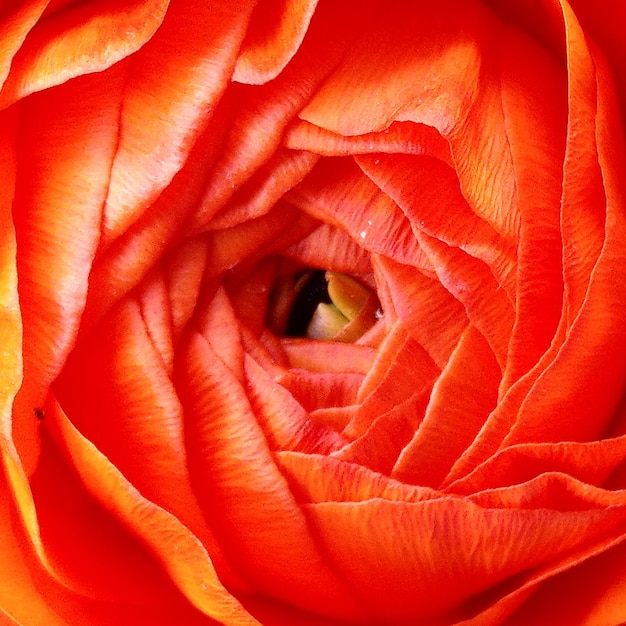 Close-up of red rose