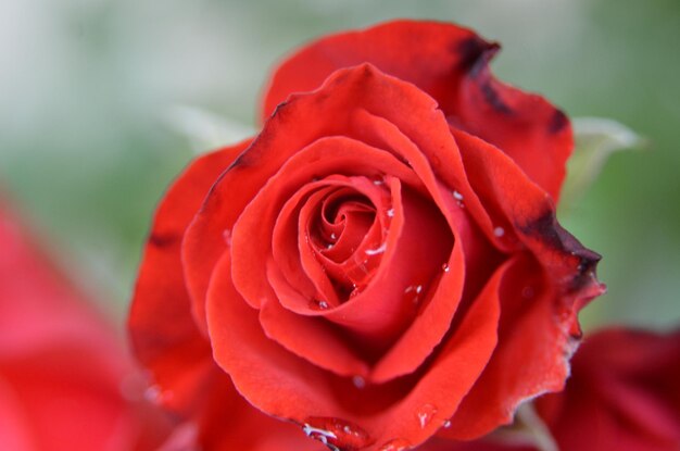 Close-up of red rose