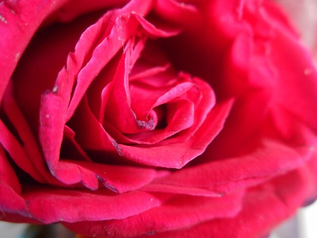 Close-up of red rose