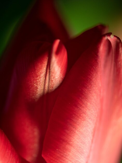 Close-up of red rose