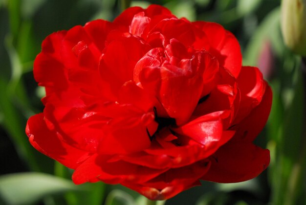 Close-up of red rose