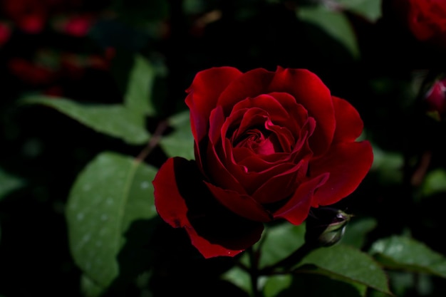close-up of red rose
