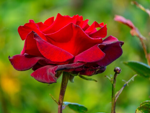 Photo close-up of red rose