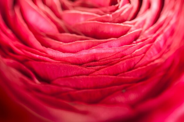 Close-up of red rose