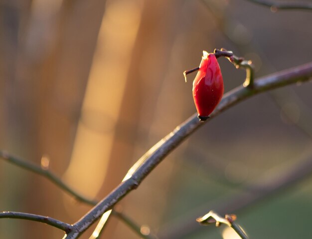 Foto prossimo piano della rosa rossa