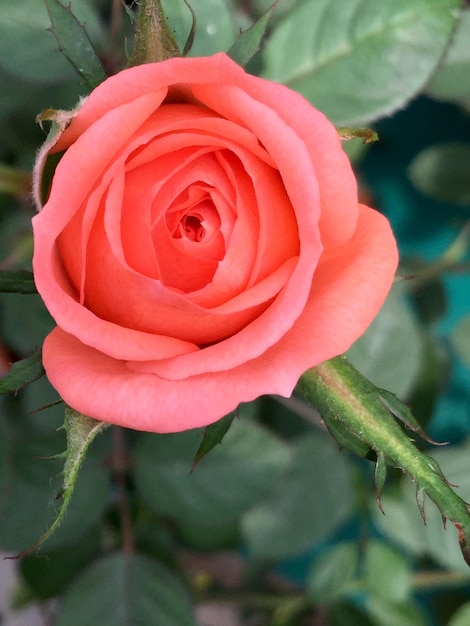 Foto prossimo piano della rosa rossa