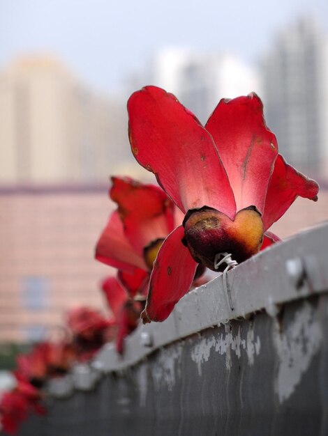 Close-up of red rose