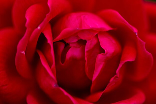 Foto prossimo piano della rosa rossa