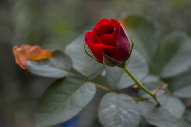 Close-up of red rose