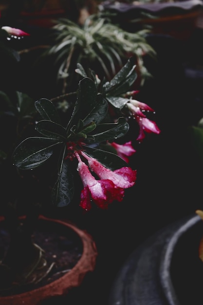 Photo close-up of red rose