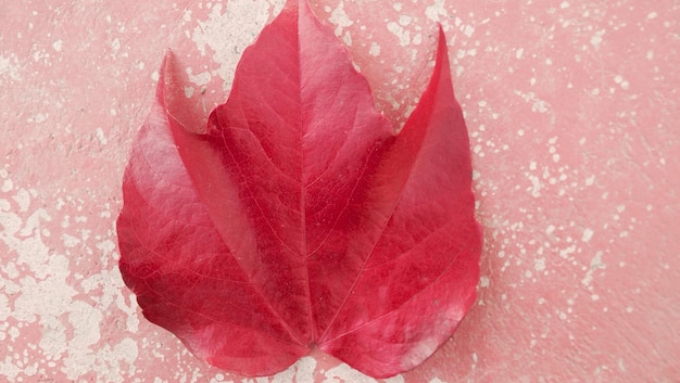 Photo close-up of red rose