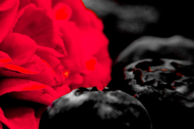 Close-up of red rose
