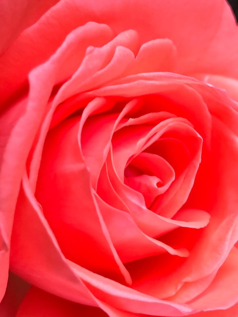 Foto prossimo piano di una rosa rossa