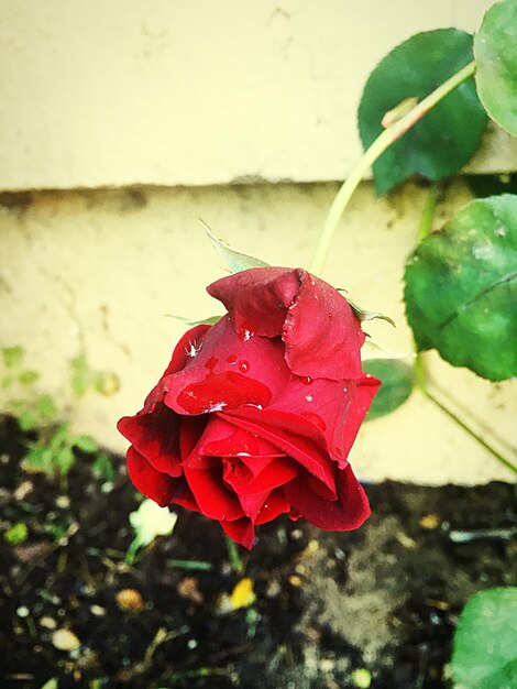 Close-up of red rose