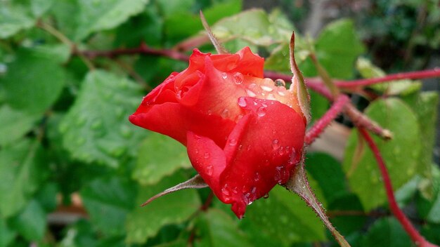 Close-up of red rose