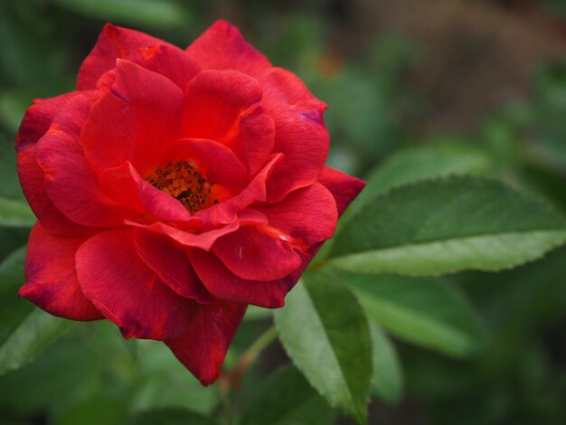 Photo close-up of red rose
