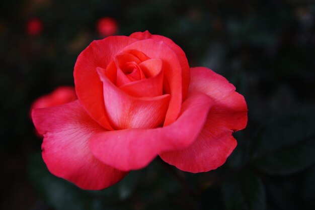 Photo close-up of red rose