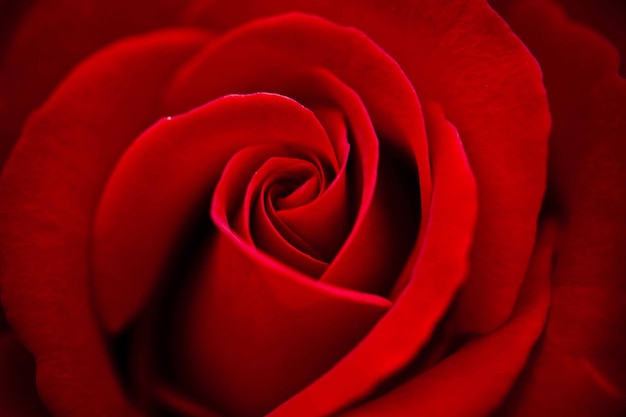 Close-up of red rose