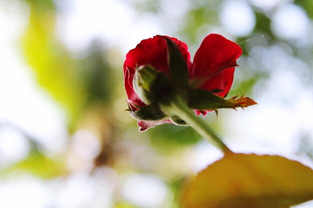 Photo close-up of red rose