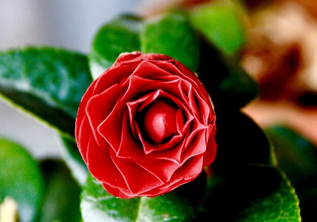 Close-up of red rose