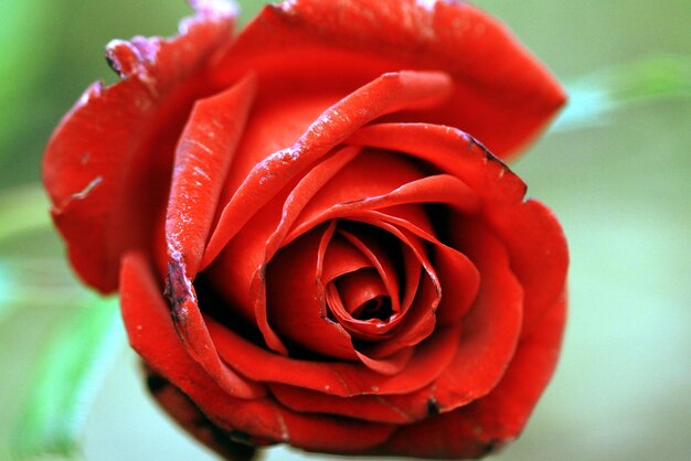 Close-up of red rose