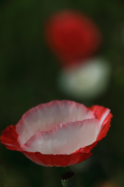 Close-up of red rose