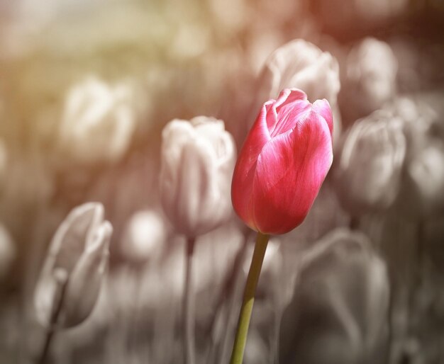 Foto prossimo piano della rosa rossa