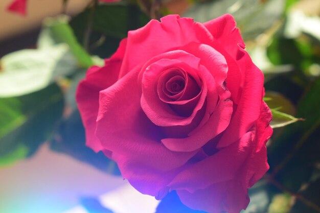 Photo close-up of red rose